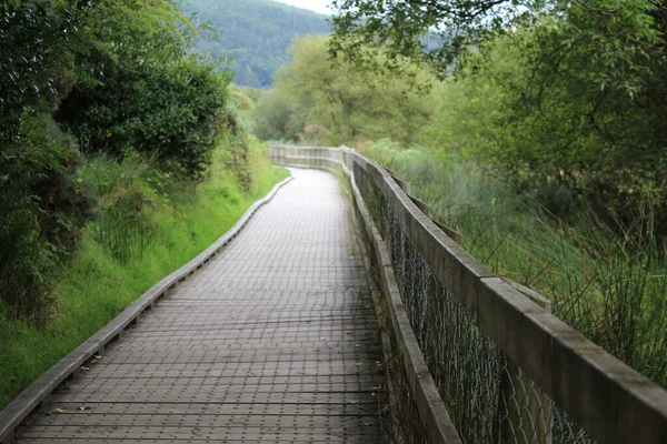 Beautiful Scenery Narrow Road Surrounded Greenery — Stock Photo, Image