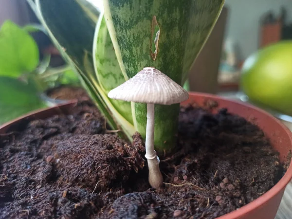 Enfoque Selectivo Una Maceta Planta Interior Verde Hongos —  Fotos de Stock