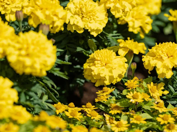 Közeli Felvétel Yello Virágok Területen Tökéletes Háttérben — Stock Fotó