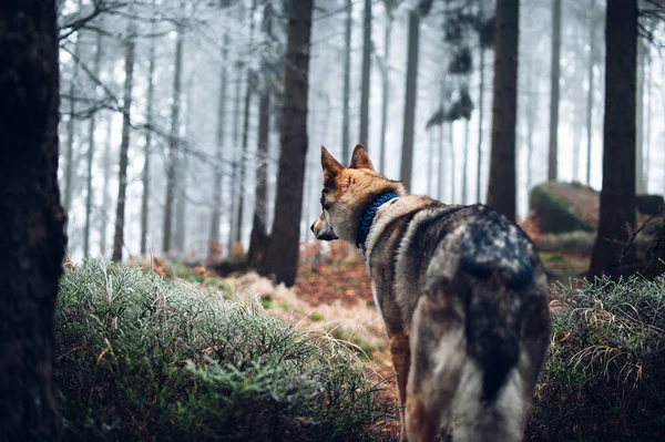 Ein Wolfshund Mit Halsband Geht Winterwald Spazieren — Stockfoto
