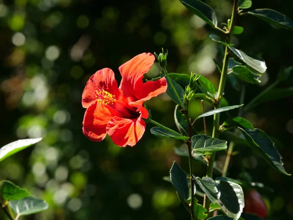 Gros Plan Une Fleur Hibiscus Rouge Vif Fleurs — Photo