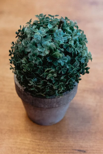 Top View Green Plant Pot Blurred Back — Stock Photo, Image