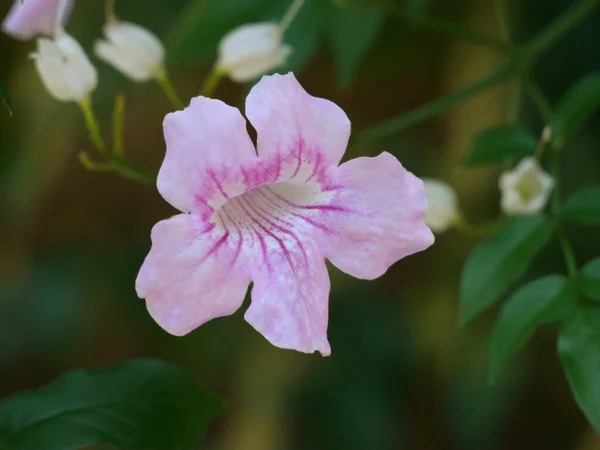 Primer Plano Una Hermosa Flor Rosa Flor — Foto de Stock