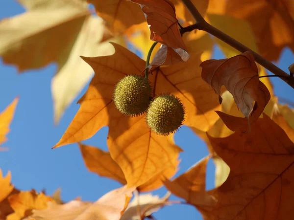 Eine Selektive Fokusaufnahme Einer Platane Mit Herbstblättern — Stockfoto