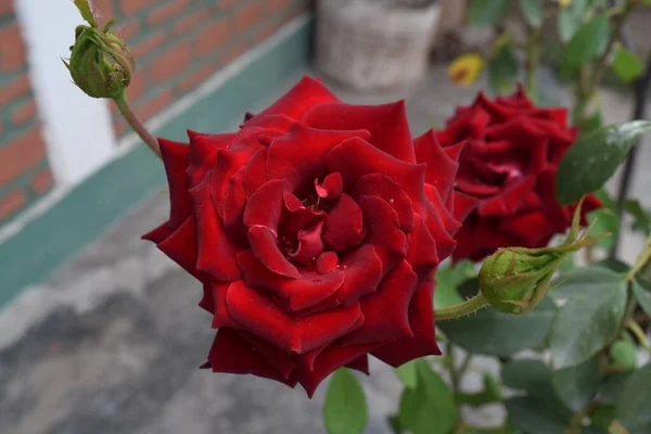 Selektivní Záběr Krásné Červené Růže Venku Denního Světla — Stock fotografie