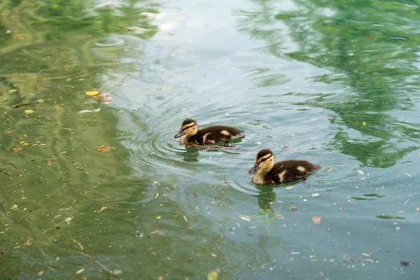 Gros Plan Deux Petits Canards Mignons Nageant Dans Lac Bled — Photo