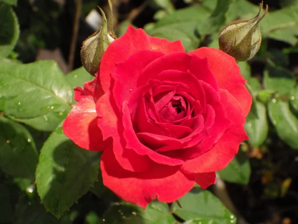 Ένα Κοντινό Πλάνο Από Ένα Ανθισμένο Κόκκινα Τριαντάφυλλα Στο Πράσινο — Φωτογραφία Αρχείου