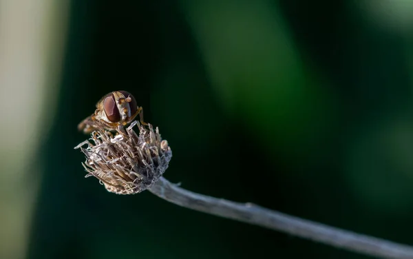 Μια Μύγα Hoverfly Στηρίζεται Στο Ξηρό Λουλούδι Θολή Φόντο — Φωτογραφία Αρχείου