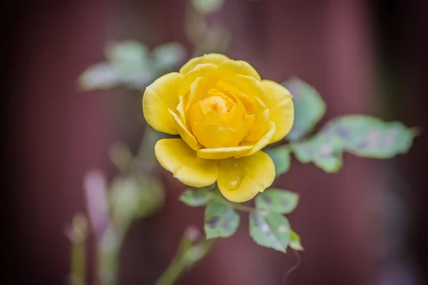 Zbliżenie Strzał Żółtej Róży Nieostrym Tle — Zdjęcie stockowe