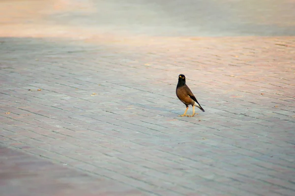 Oiseau Myna Debout Sur Trottoir Béton — Photo