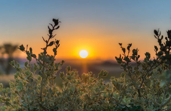 背景上有美丽落日的开花野花的精选焦点照片 — 图库照片