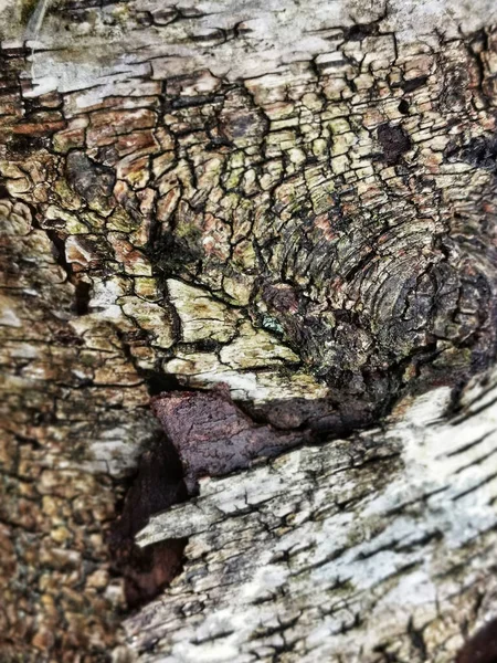 Detailní Záběr Textury Kůry Stromu — Stock fotografie