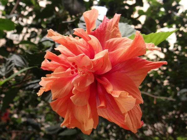 Plan Rapproché Une Fleur Hibiscus Orange Poussant Dans Jardin — Photo