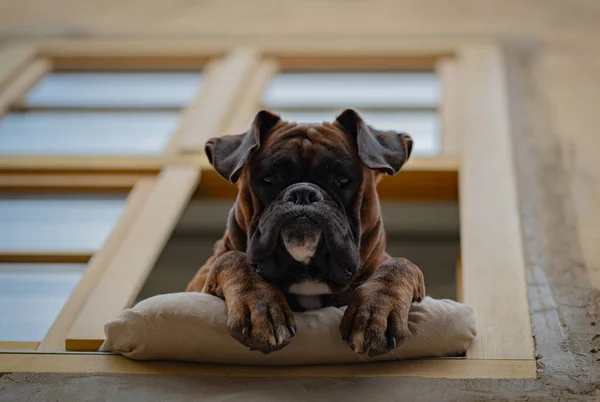 A boxer dog looking out of the window