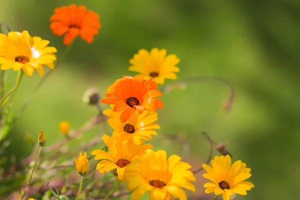 公園内のオレンジの花の選択的フォーカスショット — ストック写真