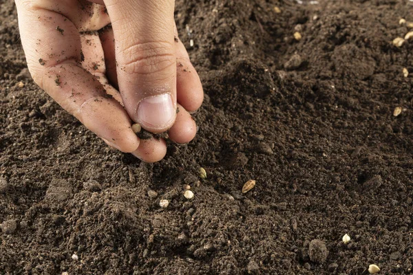 Een Close Shot Van Een Hand Planten Zaden Bodem Landbouwconcept — Stockfoto