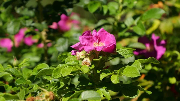 Close Flores Silvestres Rosa Florescendo — Fotografia de Stock