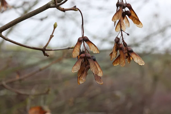 Shallow Focus Shot Dry Maple Seeds Hanging Branch Autumn Season — Stock Photo, Image