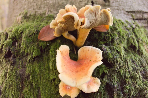 Eine Nahaufnahme Von Cantharellus Formosus Pilzen Die Auf Einem Moosbedeckten — Stockfoto