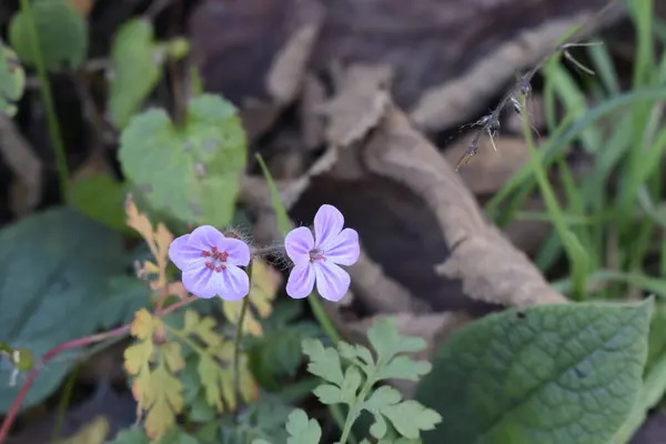 Gros Plan Une Jolie Fleur Sous Lumière Soleil — Photo