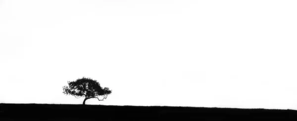 Une Silhouette Niveaux Gris Arbre Dans Champ — Photo