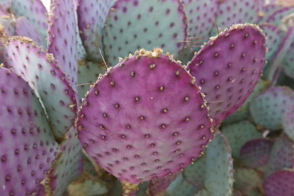 Primer Plano Nopal Púrpura Desierto —  Fotos de Stock