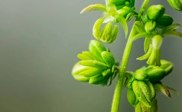 Detailní Záběr Čerstvé Zelené Rostliny Konopí — Stock fotografie