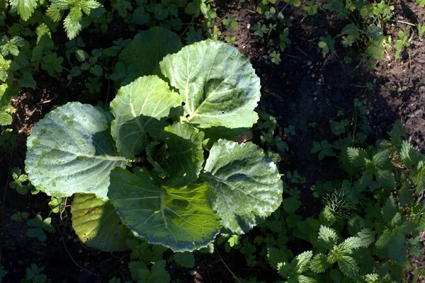 Uma Vista Superior Brassica Oleracea Jardim Casa — Fotografia de Stock