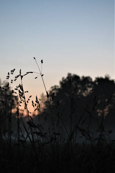 Vertical Shot Silhouettes Long Grasses Red Colored Sky Sunset — Stock Photo, Image