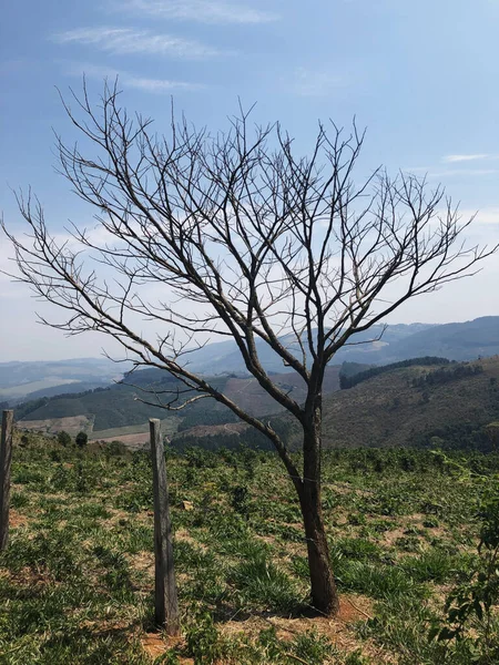 Vertikální Záběr Jednoho Holého Stromu Bez Listí Krásnou Přírodní Scenérií — Stock fotografie