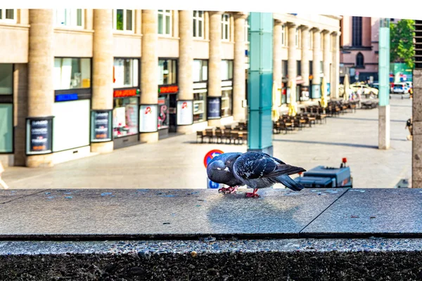 Una Pareja Palomas Encaramadas Parapeto Piedra Una Calle Urbana Ciudad — Foto de Stock