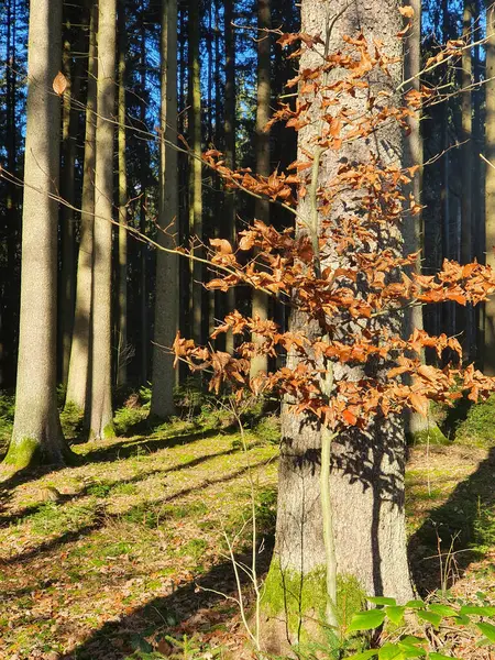 Krásný Záběr Podzimního Lesa — Stock fotografie