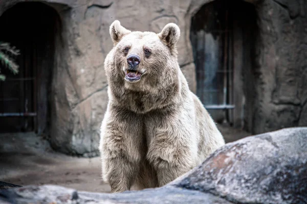 メルボルン動物園の岩に囲まれたシリアの茶色のクマの閉鎖 — ストック写真