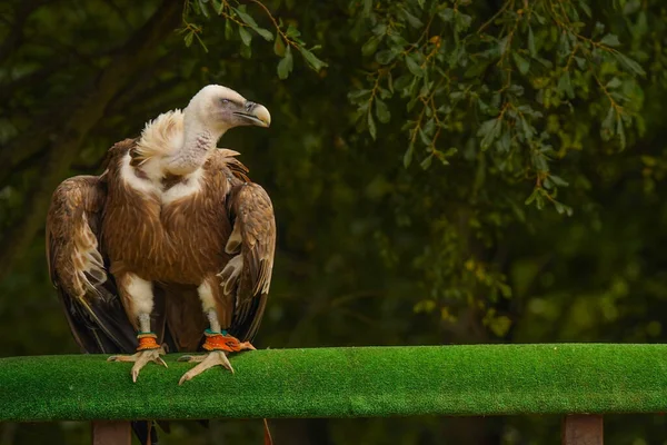 Närbild Griffongam Med Fötterna Bundna Ett Rep — Stockfoto