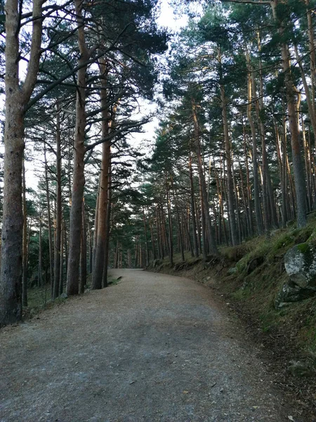 Tiro Vertical Caminho Através Uma Bela Floresta Com Pinheiros — Fotografia de Stock