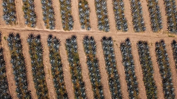 Tiro Aéreo Terras Plantação Agave Planta Mexicana Com Folhas Afiadas — Fotografia de Stock