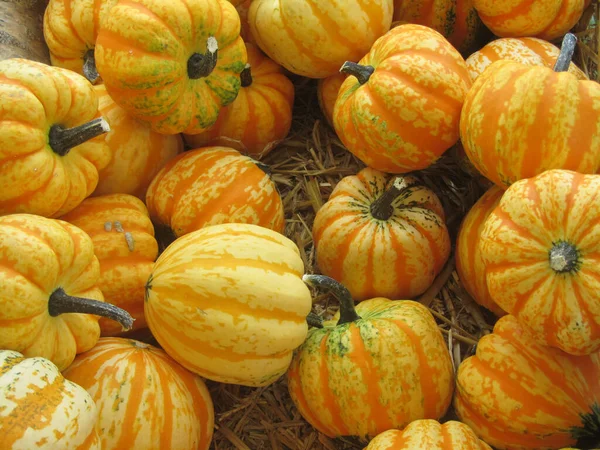 New Harvest Pumpkins Presented Market Stand End August — Stock Photo, Image