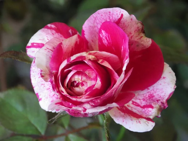 Nahaufnahme Einer Blühenden Rosa Rose Grünen — Stockfoto