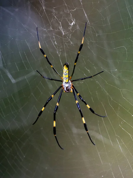 Vertical Closeup Shot Small Joro Spider Black Yellow Patterns Spider — Stock Photo, Image