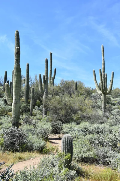 Disparo Sendero Entre Cactus Saguaro Gigantes Sonoran Desert Cave Creek —  Fotos de Stock