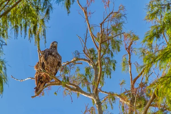 佛罗里达州秋天 一只年轻的美国秃鹰在树枝上 — 图库照片