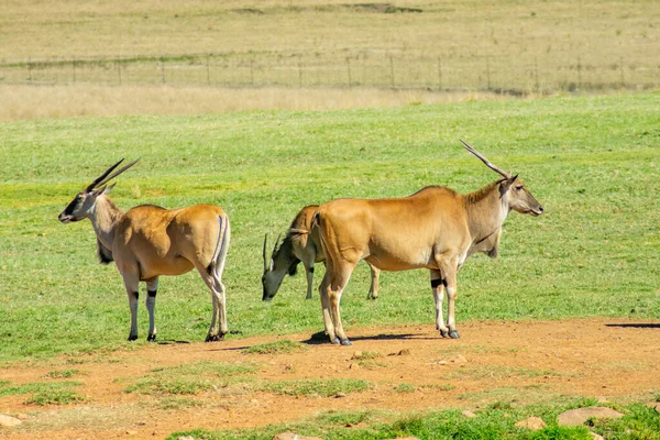 Três Terras Comuns Selvagens Marrons Pastando Uma Reserva Caça — Fotografia de Stock