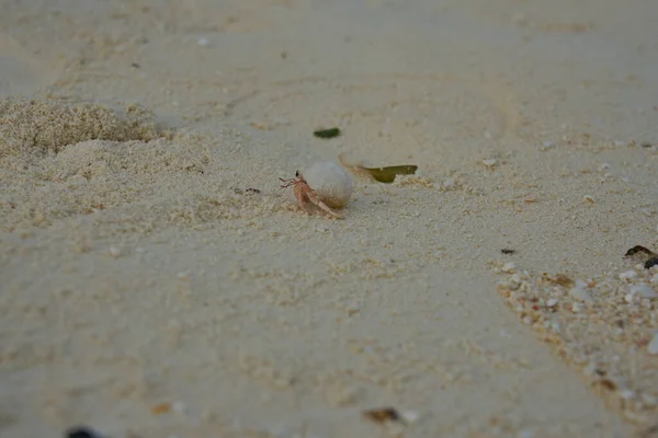 Eine Kleine Krabbe Allein Einem Sandstrand — Stockfoto