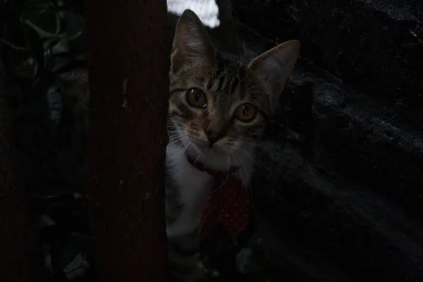 Soft Focus Pet Cat Hiding Young Tree Trunk — Stock Photo, Image