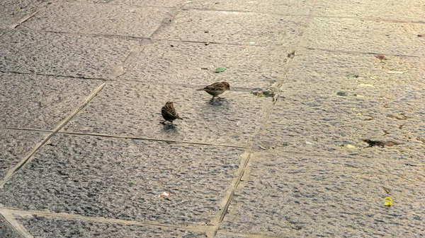 Gros Plan Moineaux Dans Rue Près Plaza Tolède Espagne — Photo