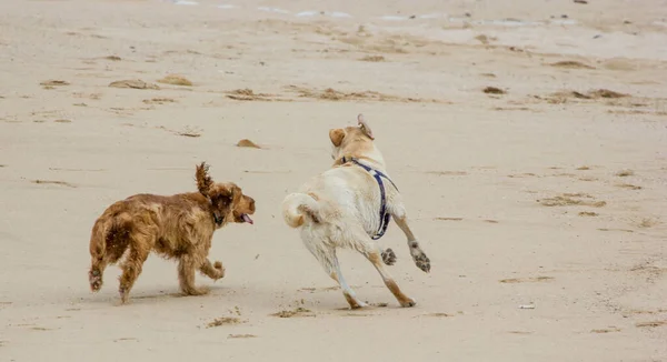 Dos Perros Jugando Playa Arena —  Fotos de Stock