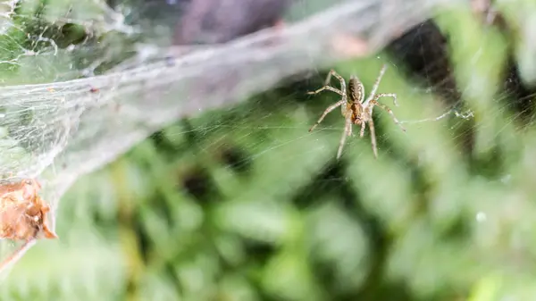 Enfoque Selectivo Una Araña Una Red Una Rama — Foto de Stock