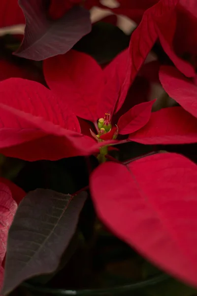 Una Toma Vertical Plantas Poinsettia Roja Perfecto Para Papel Pintado —  Fotos de Stock