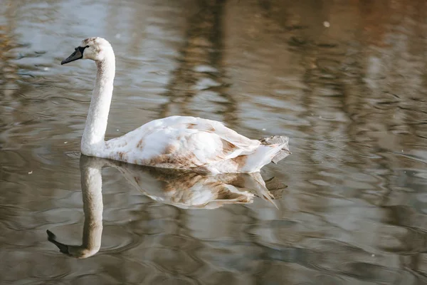 Nahaufnahme Eines Schwans Der Teich Schwimmt Und Sich Wasser Spiegelt — Stockfoto