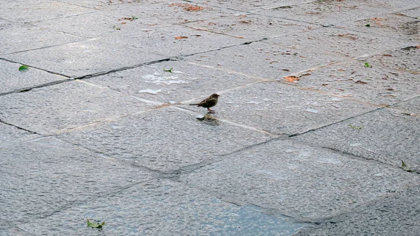 Gros Plan Moineaux Dans Rue Près Plaza Tolède Espagne — Photo